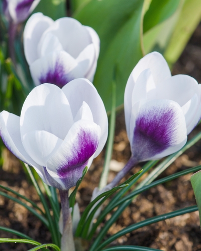CROCUS PRINS CLAUS 5/+ 15 st. CROCUS PRINS CLAUS 5/+ 15 st.
