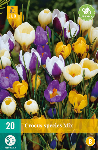 CROCUS SPECIES MIX 5/+ 20 st CROCUS SPECIES MIX 5/+ 20 st