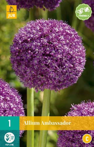 ALLIUM AMBASSADOR 1x bol 18/20 ALLIUM AMBASSADOR 1x bol 18/20