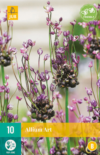 ALLIUM ART 5/+   10 st.