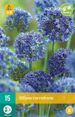 ALLIUM CAERULEUM 4/5   15 st.