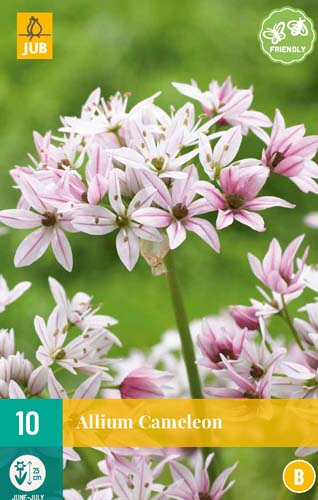 ALLIUM CAMELEON 4/+ 10 st. ALLIUM CAMELEON 4/+ 10 st.