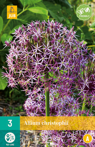 ALLIUM CHRISTOPHII 12/14 3 st ALLIUM CHRISTOPHII 12/14 3 st