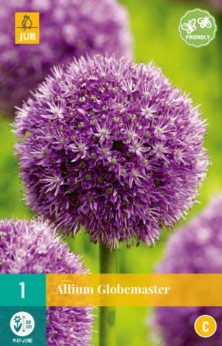 ALLIUM GLOBEMASTER 1x bol 18/20 ALLIUM GLOBEMASTER 1x bol 18/20