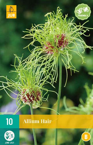 ALLIUM HAIR 5/+ 10 st. ALLIUM HAIR 5/+ 10 st.