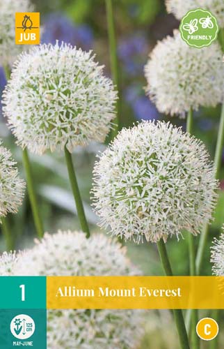 ALLIUM MOUNT EVEREST 1x bol 20/+ ALLIUM MOUNT EVEREST 1x bol 20/+