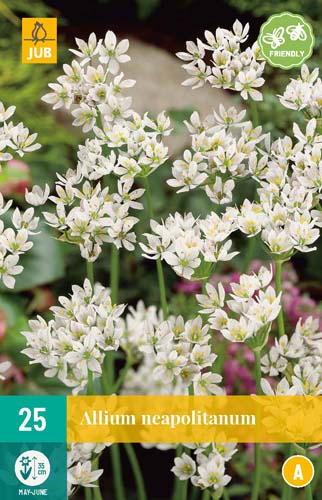 ALLIUM NEAPOLITANUM 4/+ 25 st ALLIUM NEAPOLITANUM 4/+ 25 st