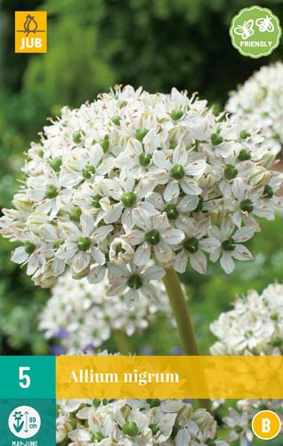 ALLIUM NIGRUM 10/12 5 st ALLIUM NIGRUM 10/12 5 st