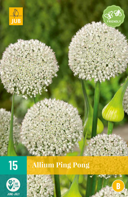 ALLIUM PING PONG 6/+ 15 st. ALLIUM PING PONG 6/+ 15 st.
