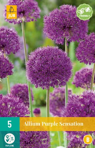 ALLIUM PURPLE SENSATION 12/14 5 st ALLIUM PURPLE SENSATION 12/14 5 st