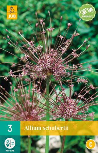 ALLIUM SCHUBERTII 10/12   3 st