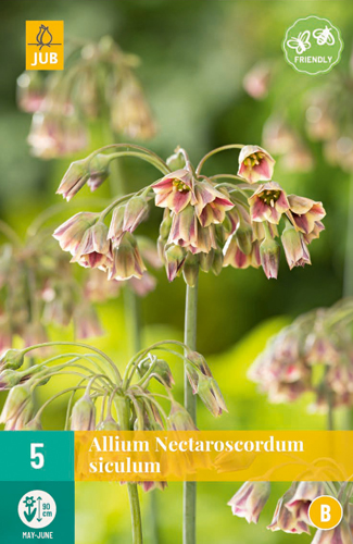 ALLIUM NECTAROSCORDUM SICULUM 10/12   5 st