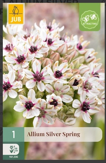 Allium Silver Spring