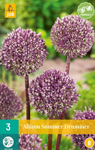 ALLIUM SUMMER DRUMMER 12/+  3 st