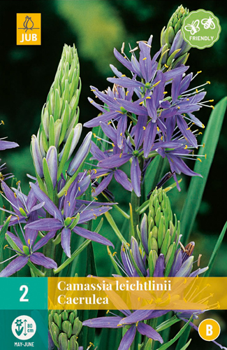 CAMASSIA LEICHTLINII CAERULEA 14/+ 2 st CAMASSIA LEICHTLINII CAERULEA 14/+ 2 st