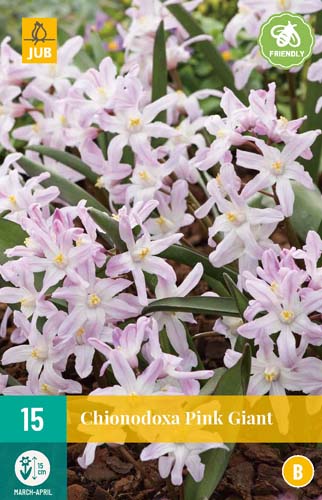 CHIONODOXA PINK GIANT 5/6 15 st. CHIONODOXA PINK GIANT 5/6 15 st.