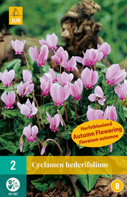 CYCLAMEN HEDERIFOLIUM NJ 13/15 2 st CYCLAMEN HEDERIFOLIUM NJ 13/15 2 st