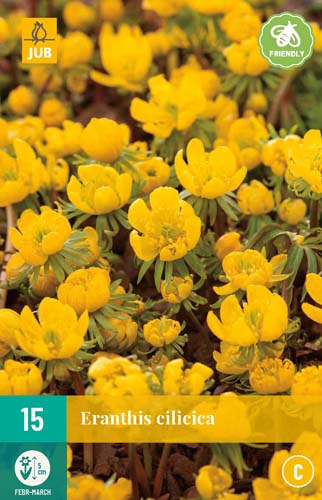 ERANTHIS CILICICA 4/5 15 st. ERANTHIS CILICICA 4/5 15 st.