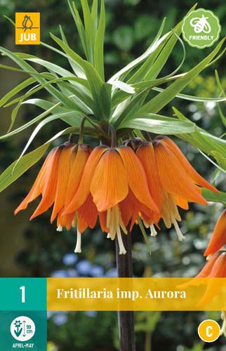 FRITILLARIA AURORA 1x bol 20/24 FRITILLARIA AURORA 1x bol 20/24