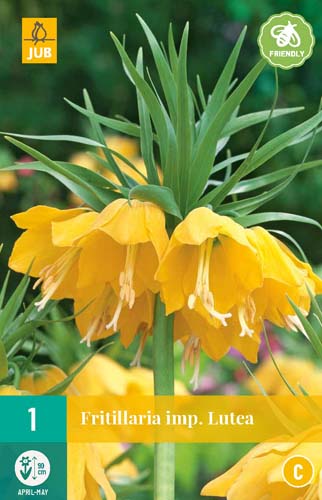 FRITILLARIA LUTEA 1x bol 20/24 FRITILLARIA LUTEA 1x bol 20/24
