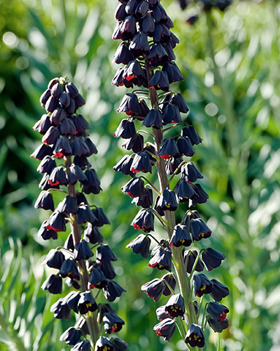 FRITILLARIA PERSICA 1x bol 20/24 FRITILLARIA PERSICA 1x bol 20/24