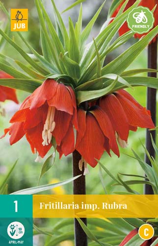1 FRITILLARIA RUBRA 20/24 1 FRITILLARIA RUBRA 20/24