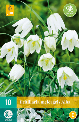 10 FRITILLARIA MELEAGRIS ALBA 6/+ 10 FRITILLARIA MELEAGRIS ALBA 6/+