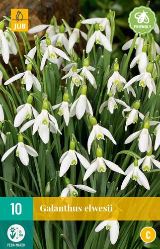 GALANTHUS ELWESII 5/6 10 st. GALANTHUS ELWESII 5/6 10 st.