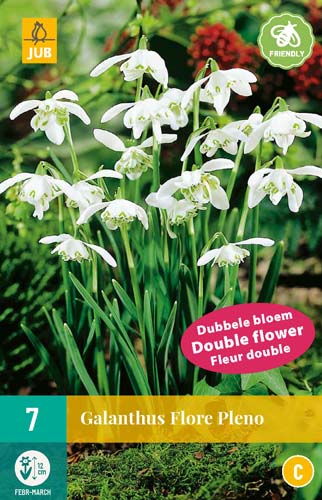 GALANTHUS FLORE PLENO 5/+ 7 st GALANTHUS FLORE PLENO 5/+ 7 st
