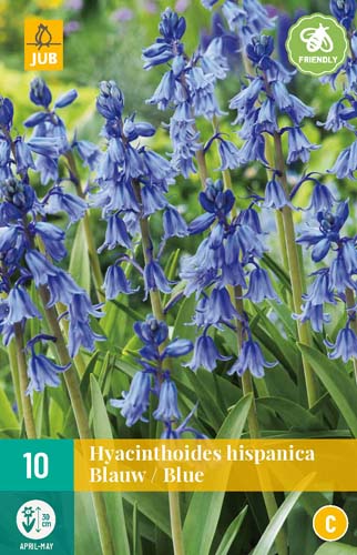 10 HYACINTHOIDES HISPANICA BLAUW 8/10 10 HYACINTHOIDES HISPANICA BLAUW 8/10