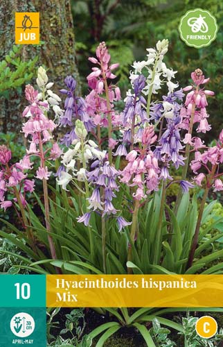 10 HYACINTHOIDES HISPANICA MIX 8/10 10 HYACINTHOIDES HISPANICA MIX 8/10