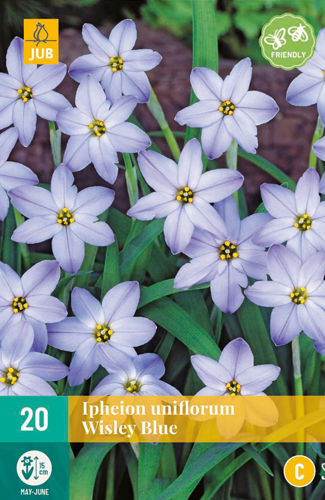 IPHEION UNIFLORUM WISLEY BLUE 4/+ 20 st IPHEION UNIFLORUM WISLEY BLUE 4/+ 20 st