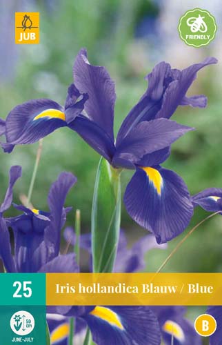 IRIS HOLLANDICA BLAUW NJ 7/8 25 st IRIS HOLLANDICA BLAUW NJ 7/8 25 st