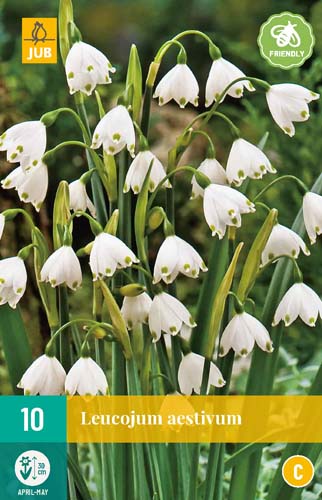 LEUCOJUM AESTIVUM 8/9 10 st. LEUCOJUM AESTIVUM 8/9 10 st.
