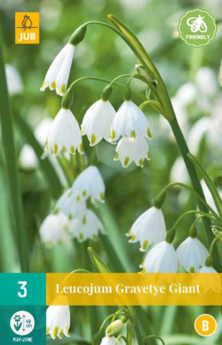LEUCOJUM GRAVETYE GIANT 12/14 3 st LEUCOJUM GRAVETYE GIANT 12/14 3 st