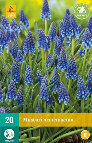 MUSCARI ARMENIACUM 8/9 20 st. MUSCARI ARMENIACUM 8/9 20 st.