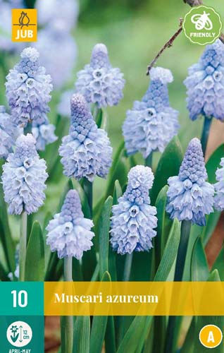 10 MUSCARI AZUREUM 6/+ 10 MUSCARI AZUREUM 6/+
