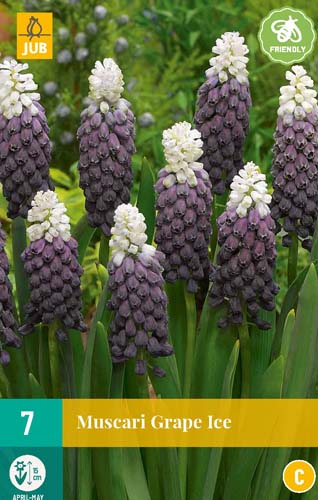 MUSCARI GRAPE ICE 5/+ 7 st. MUSCARI GRAPE ICE 5/+ 7 st.