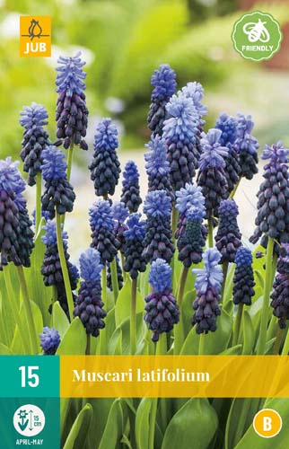 MUSCARI LATIFOLIUM 6/+ 15 st. MUSCARI LATIFOLIUM 6/+ 15 st.