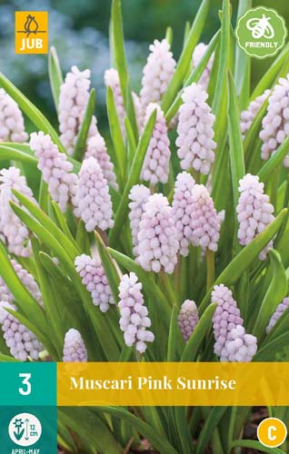 MUSCARI PINK SUNRISE 5/+ 3 st. MUSCARI PINK SUNRISE 5/+ 3 st.