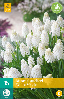 MUSCARI WHITE MAGIC 7/8 15 st. MUSCARI WHITE MAGIC 7/8 15 st.