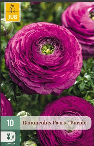 Ranunculus Paars/ Purple