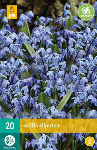 SCILLA SIBERICA 7/8 20 st SCILLA SIBERICA 7/8 20 st