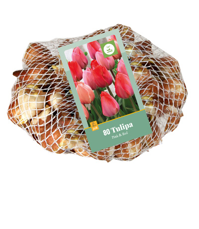 TULIPA ROZE & ROOD 11/12 80 st TULIPA ROZE & ROOD 11/12 80 st