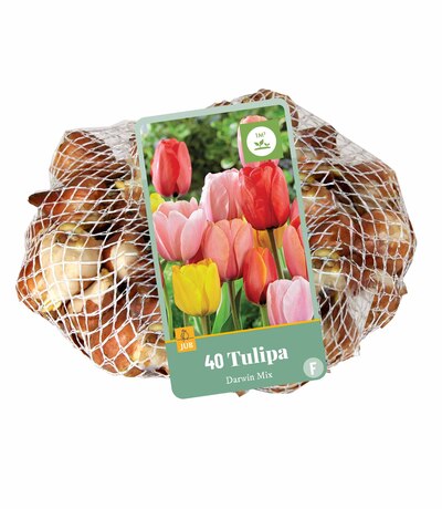 TULIPA DARWIN HYBRIDE MI11/12 40 st TULIPA DARWIN HYBRIDE MI11/12 40 st