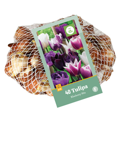 TULIPA BLUEBERRY MI11/12 40 st TULIPA BLUEBERRY MI11/12 40 st