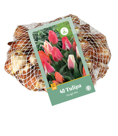 TULIPA GREIGII MI11/12 40 st TULIPA GREIGII MI11/12 40 st