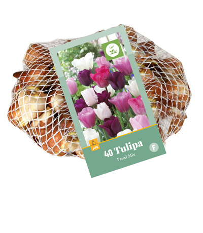 TULIPA PASTEL MI11/12 40 st TULIPA PASTEL MI11/12 40 st