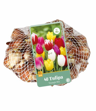 TULIPA TRIUMPH MIX 11/12 40 st. TULIPA TRIUMPH MIX 11/12 40 st.
