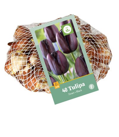 TULIPA ZWART 11/12 40 st TULIPA ZWART 11/12 40 st